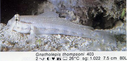 Gnatholepis thompsoni